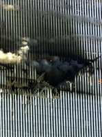 wtc35.jpg