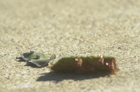 DSC_0119.JPG